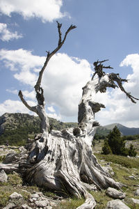 Dead tree on rock against sky