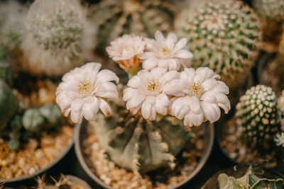 High angle view of white flowering plants