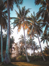 Coconut palm trees against sky