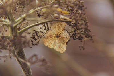 Close-up of dry leaves on flowering plant