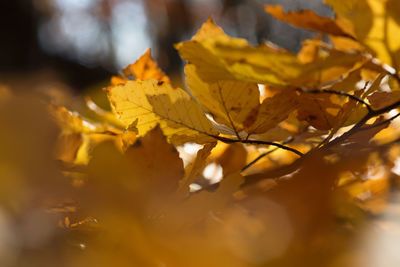 Close-up of yellow leaf during autumn