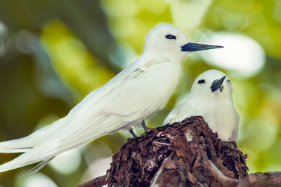 Close-up of birds perching on branch