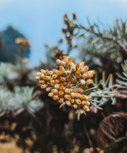 Close-up of yellow flowering plant