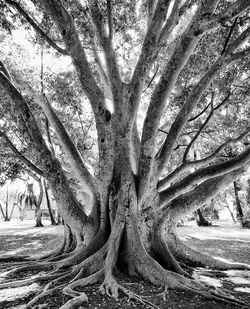 Bare tree against sky