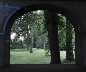 Trees in park