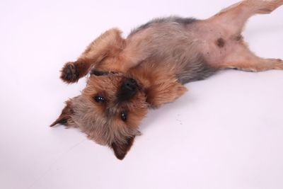 High angle view of a dog over white background