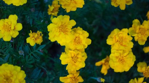 Close-up of yellow marigold flowers