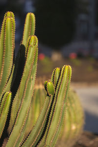 Thorns on cactus plant.