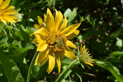 Bright yellow sun flower