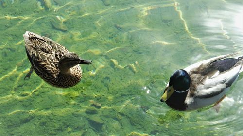 High angle view of mallard duck swimming in lake