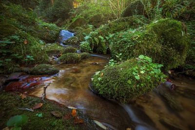 Plants growing by stream in forest