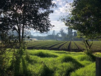 Scenic view of field against sky