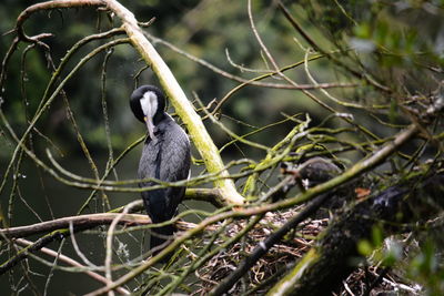 Bird perching on branch