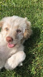 High angle view of dog on field