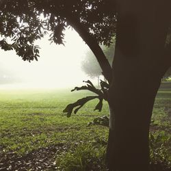 Trees on grassy field