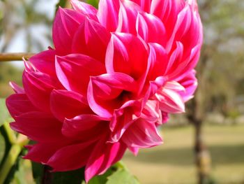 Close-up of pink dahlia flower