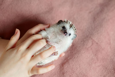 Cute hedgehog. portrait of pretty curious muzzle of animal. favorite pets. atelerix, african 