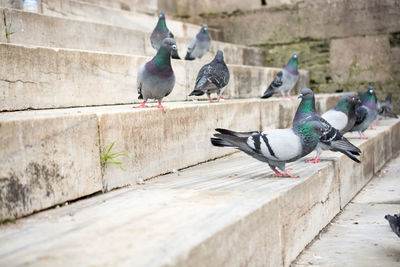 Pigeons perching on retaining wall