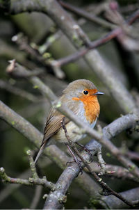 Close-up of sparrow perching on tree