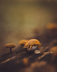Close-up of dry leaf on fruit