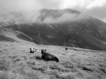 Cattle lying on land against mountain