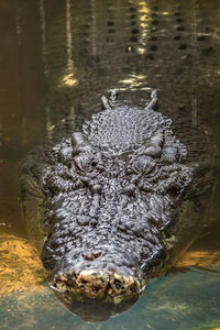 Close-up of crocodile