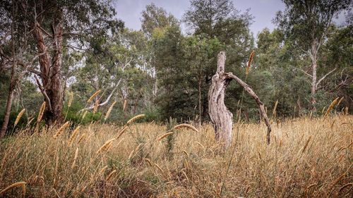 View of trees on field
