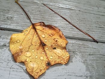 Close-up of maple leaves