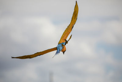 Close-up of grasshopper flying