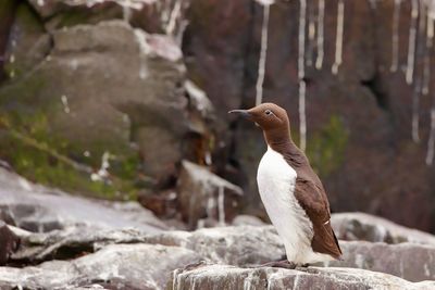 Close-up of bird perching on rock