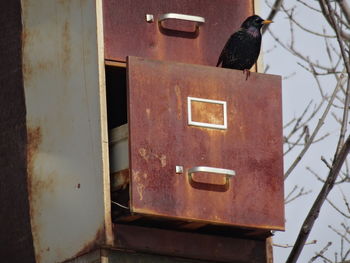 Close-up of bird perching outdoors