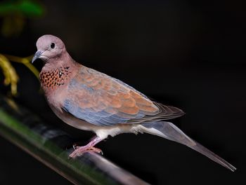 Close-up of mourning dove perching on pole