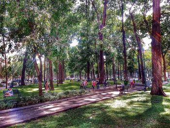 Trees in park