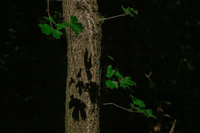 Close-up of tree trunk at night