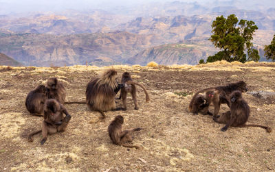 Monkeys in a high angle view of a landscape