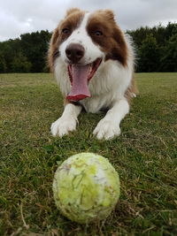 Portrait of dog with ball sitting on grassy field