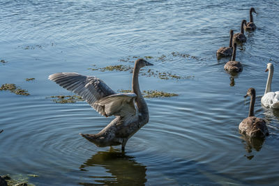 High angle view of duck swimming in lake