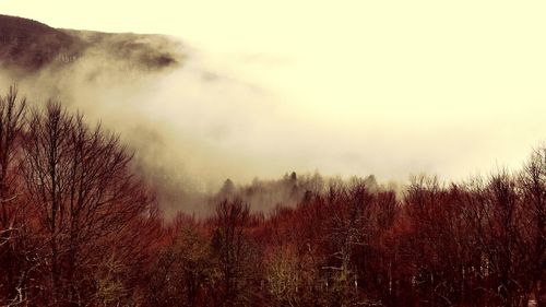 Bare trees on landscape against sky