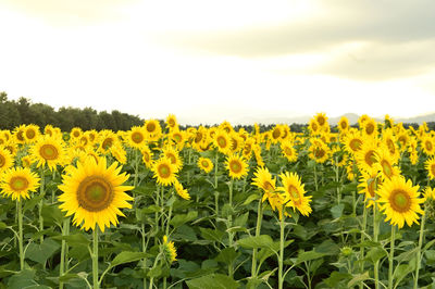 Sunflowers in field against sky