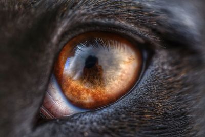 Close-up of dog eye