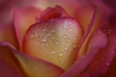 Close-up of raindrops on pink rose