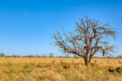 Bare tree on field against clear sky