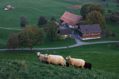 Sheep on grassy landscape