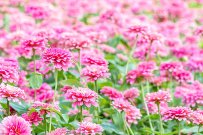 Close-up of pink flowering plants