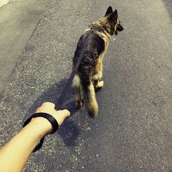 Dog standing on road