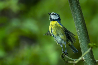 Close-up of bird perching on plant