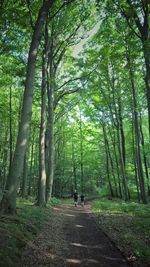 Man walking on footpath amidst trees in forest