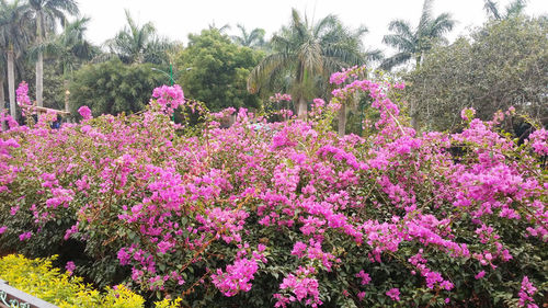 Close-up of pink flowering plants in park