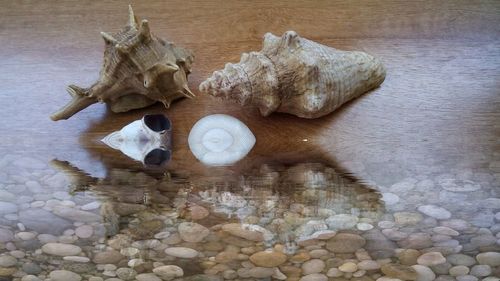 High angle view of shells on rock