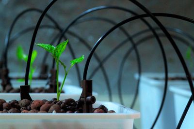 Close-up of new plants in greenhouse